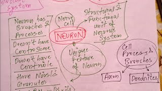 Neuron I Class 11 Biology I Human Physiology neet neet2024