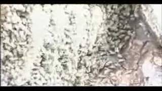 Beekeeping In Ghana 1—wild Colonies Beekeeping In Ghana 1—wild Colonies