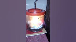 Penetas telur sederhana dari toples plastik bekas