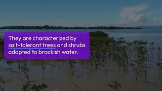 Types of the Forests in the World