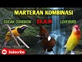 Masteran Kombinasi Cililin Cucak Cungkok Dan Lovebird