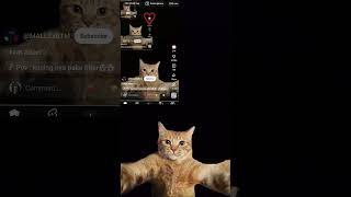 new trend #youtubeshorts #newtrend #catlover #billu #cat 🐈😼🐈🐾🐾