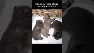 Шотландский кот Симба в детстве и сейчас