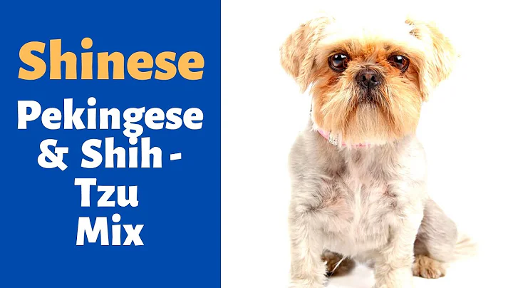 What's the Pekingese & Shih-Tzu Mix Mix-breed's Pe...