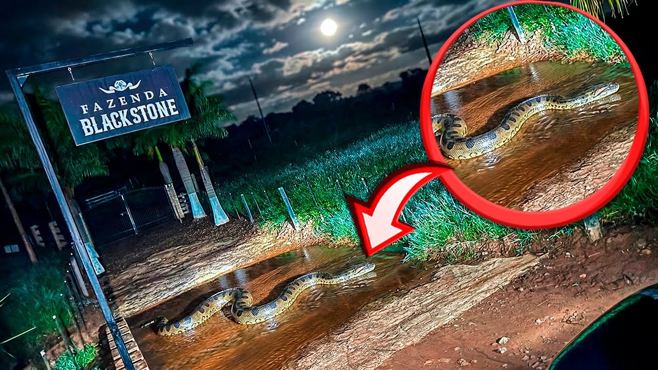 A SUCURI GIGANTE ESTÁ VIVA!! FOI FILMADA DENTRO DA FAZENDA BLACKSTONE!! *A ANACONDA* s.o.s🚨