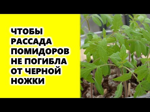 Чтобы рассада помидоров не погибла от черной ножки, нужно знать вот эти секреты выращивания томатов