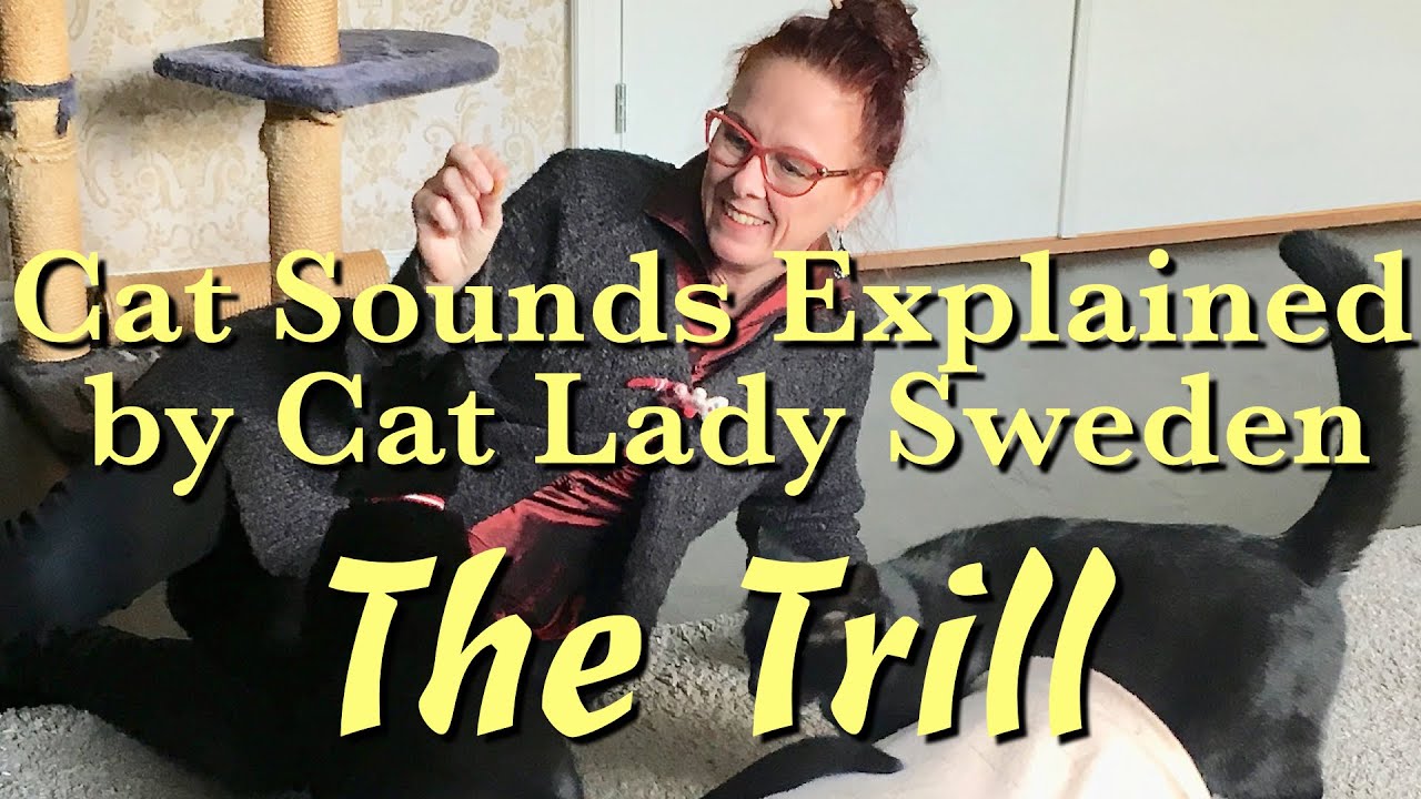 Cat Sounds Explained The Trill YouTube