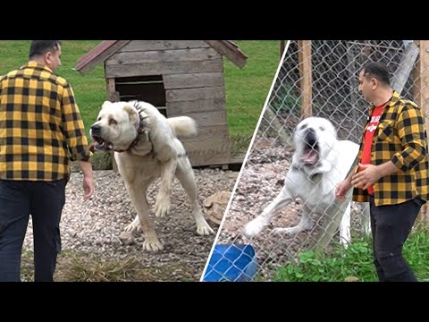 YOK BÖYLE BİR KÖPEK !! BU KÖPEKLER TAM BİR AZMAN BANA KAFAYI TAKTILAR ISIRACAKLAR !! ALABAY, KANGAL