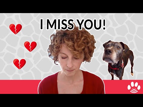 Video: 8 sätt att hjälpa din hund hantera sorgen för att förlora ett familjedjur