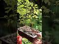 梅雨の3年目エゴノキ #盆栽 #bonsai #nature #garden #shorts