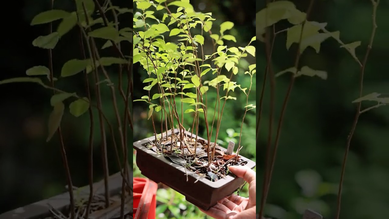 梅雨の3年目エゴノキ #盆栽 #bonsai #nature #garden #shorts