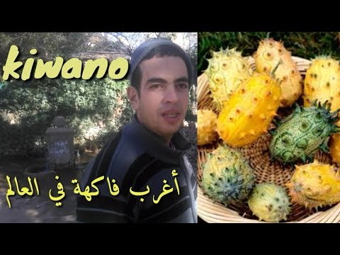 Vídeo: Kiwano Miracle De Cogombre