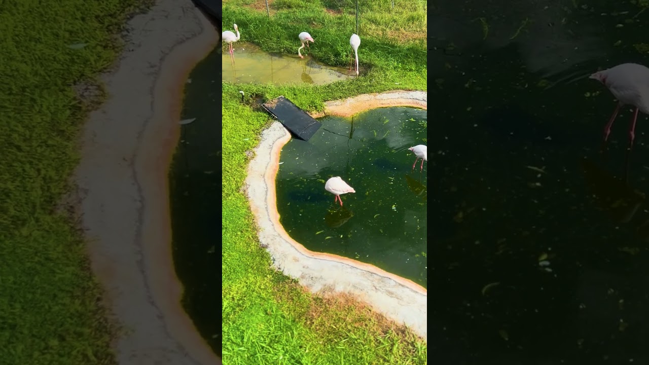 Sri Lankan Crane Enjoying a Calm Day 🕊️ 
