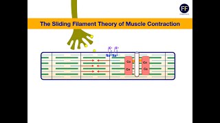 The Sliding Filament Theory of Muscle Contraction. #musclecontraction #slidingfilamenttheory #muscle