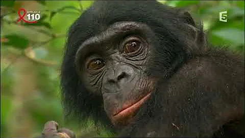 Comment le bonobos reglent leur conflit ?