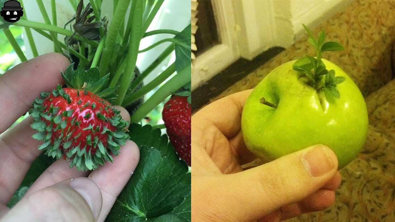 проросшие семена клубники. филлодия на землянике. проклюнувшиеся семена клубники. проросшая земляника. проросшая земляника.