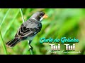 Canto Do Golinha Tui Tui Puro para Ensinar o Seu Golinha 🐤 🐤 🐥 🐥