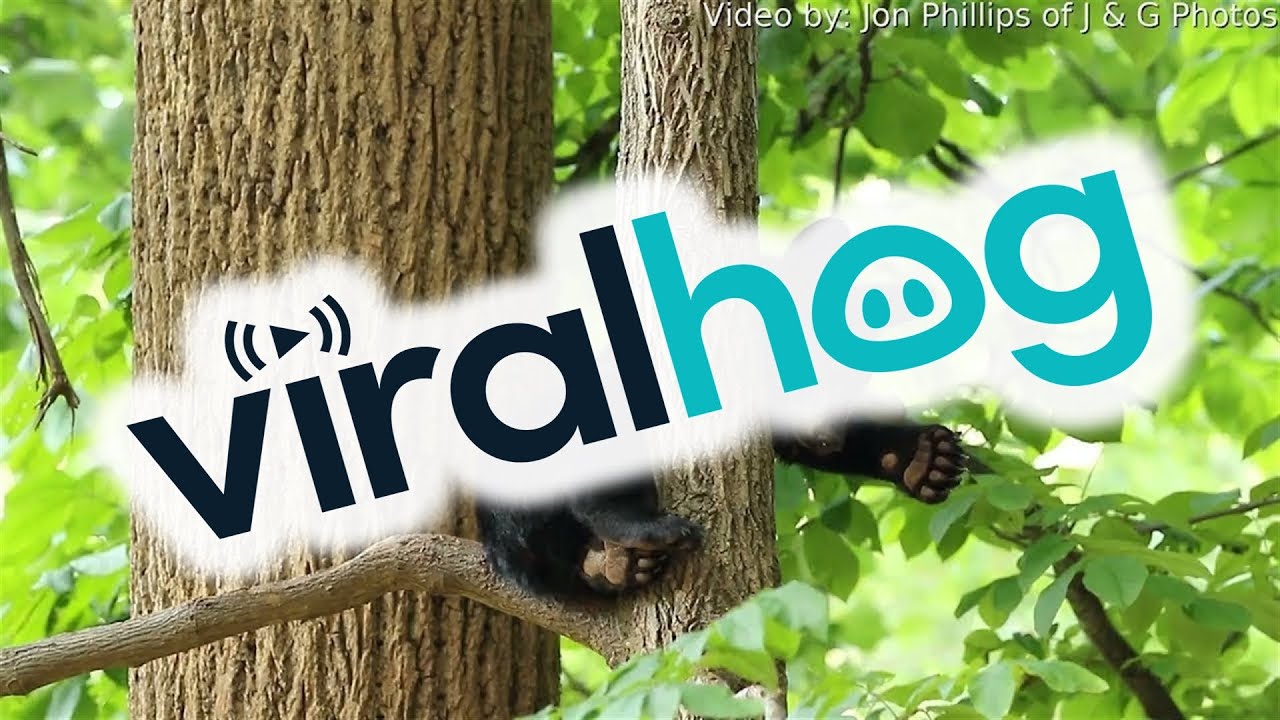 Little Bear Cub Fighting Sleep || ViralHog - YouTube