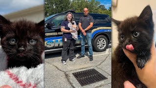 Kitten saved from storm drain in Chester County finds new home with hero
