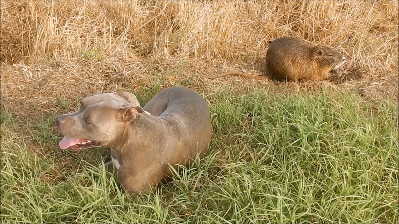 ISTINTO PREDATORIO: PIT BULL VS NUTRIA!