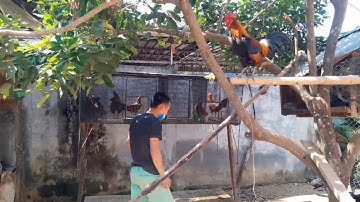 Leej twg Xav Yuav Qaib Dib Haib Haib los Nug tau Nawb