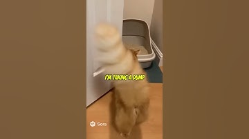 Orange Cat’s Toilet Etiquette Is Next Level 😂🐾 | #cat #funnycats #catshorts #fyp #usashorts