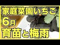 【家庭菜園のいちご】6月にやるべきこと4選！ランナーを固定して苗作りを始めよう【梅雨対策】