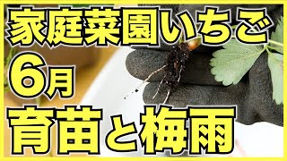 【家庭菜園のいちご】6月にやるべきこと4選！ランナーを固定して苗作りを始めよう【梅雨対策】