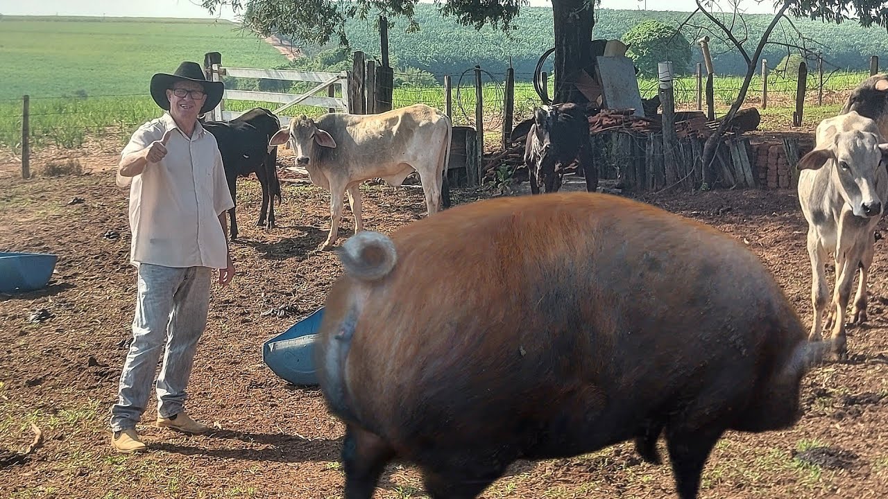 TOP CRIADOR VIVE DA TRADIÇÃO DE CRIAÇÃO DE GALINHAS PORCO CAIPIRA E GADO