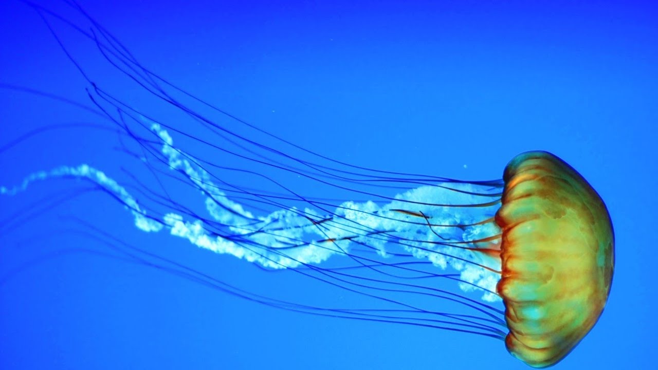 Медуза цианея. Своими карими глазами жалит как медуза. Хризаора хизосцелла. Своими карими глазами жалит как медуза. Морская крапива (chrysaora).
