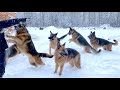 Hike with a huge pack of German Shepherds!