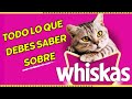 Cómo mejorar la vida de tu gato con los productos Whiskas