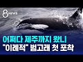 &#39;최상위 포식자&#39; 범고래 첫 포착…어쩌다 제주까지? / SBS 8뉴스