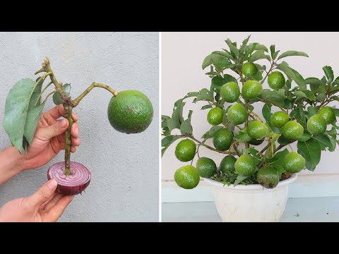 Video: Ako orezať avokádový strom