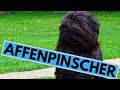 Affenpinscher Dog Breed - Facts And Information の動画、YouTube動画。