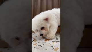 #강아지 #음악 #아기 #신나는노래 #강아지노래