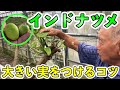 【金城幸栄流】インドナツメの剪定方法！ 台湾では二回とれる．沖縄では一回の方が良い．