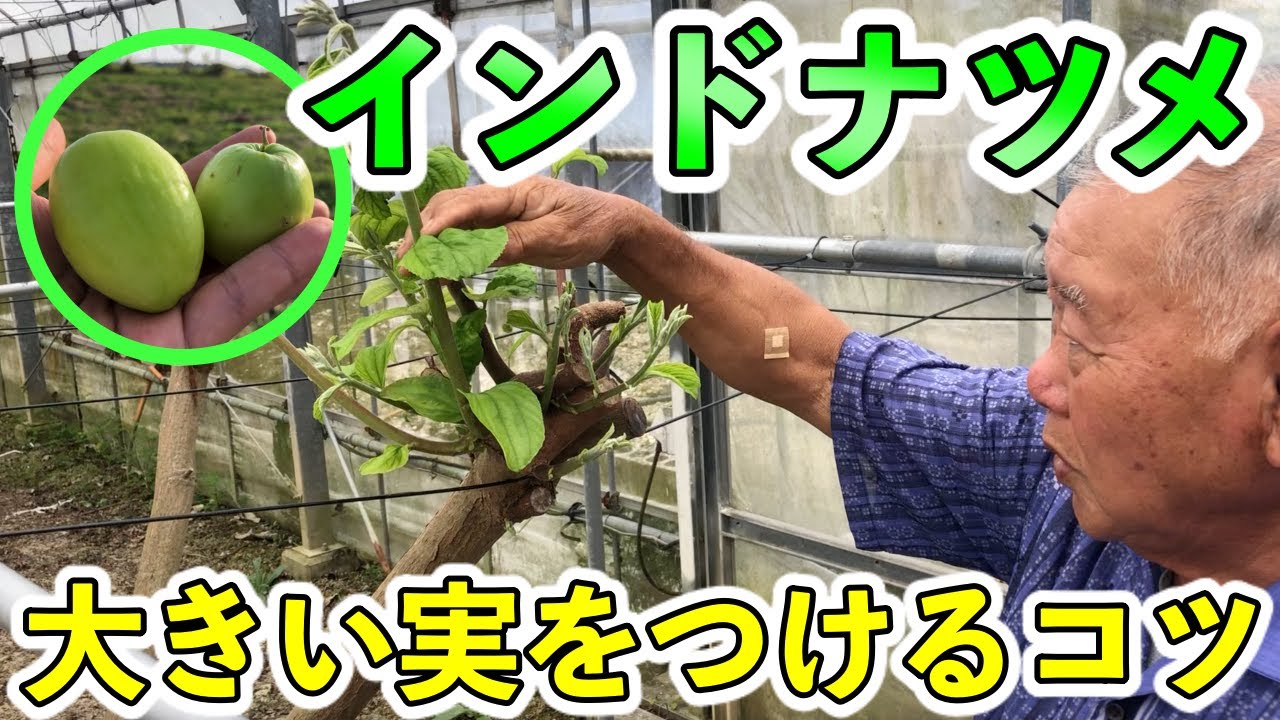 Kinjo Koei's method] How to prune Indian jujube! In Taiwan, you
