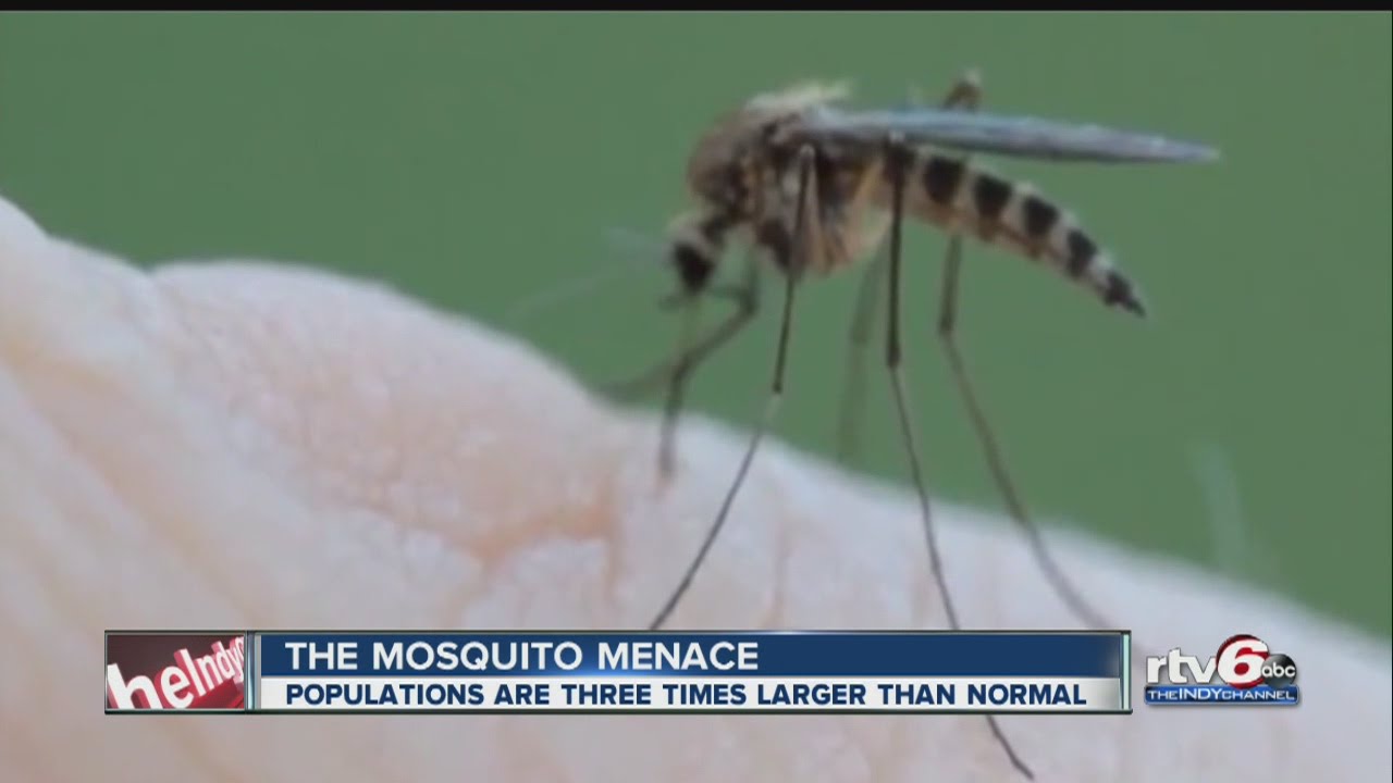 Mosquitoes carrying West Nile virus found in Marion County