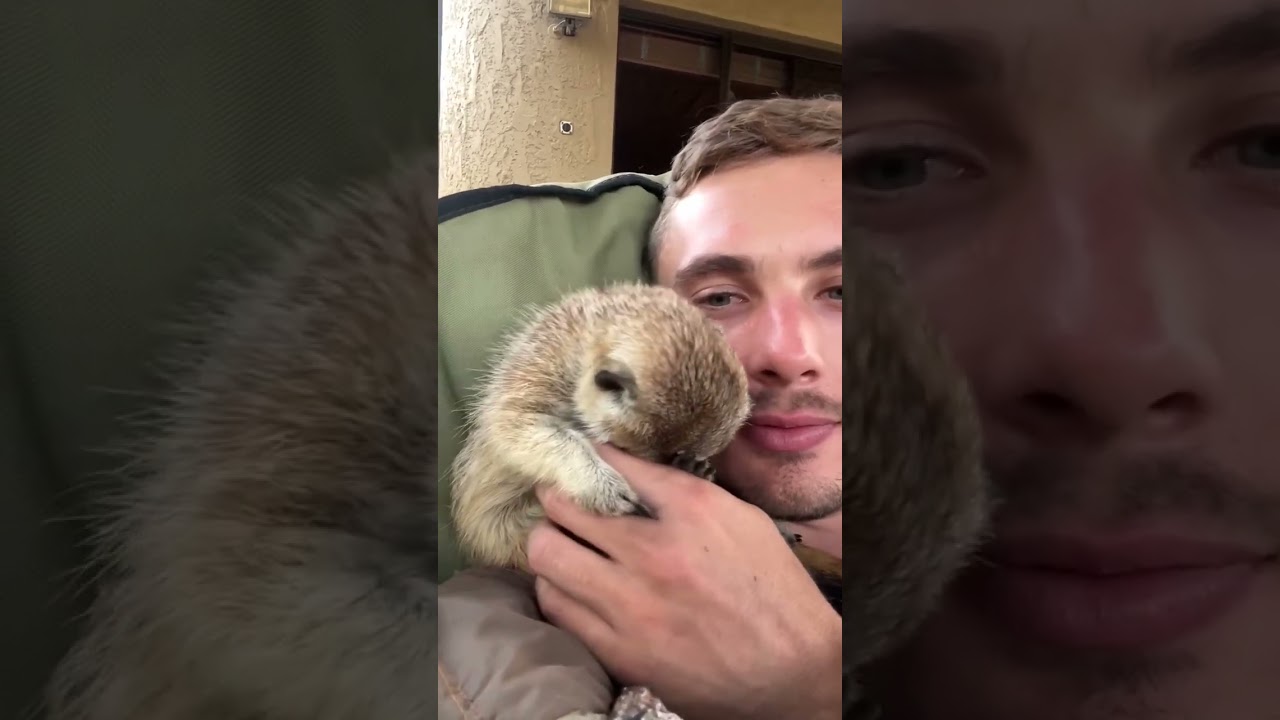 a  VERY SHY Meerkat! 🥰😍 #cuteanimals #funnyanimals #farmlife #animallover #animal