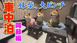 【車中泊】ドッグランで妹柴が大型犬に襲われ・・・