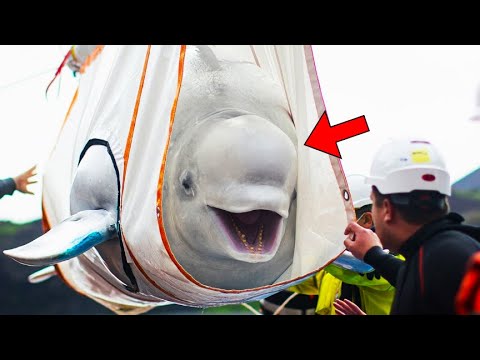 A Beluga Whale Was Trapped In An Aquarium For 10 Years When See Ocean Again She Cried