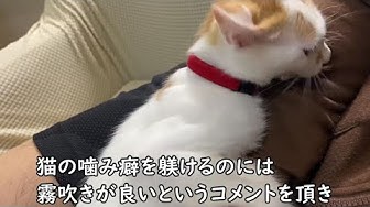 猫の噛み癖を直す方法 Youtube