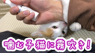 噛み癖のある子猫に霧吹きをやったら予想以上の効果だった