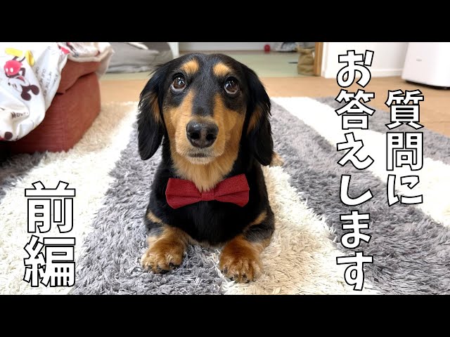 ダックス様ご依頼品おまとめ ステッカー （ ちょい悪 正方形 セット 大1枚小2枚 ）ダックス
