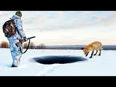 Le renard a conduit les chasseurs à une fosse, et quand ils ont regardé, ils sont restés sans voix !