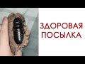 КУЧА НОВЫХ ЖИВОТНЫХ [Распаковка ЗДОРОВЕННОЙ посылки]