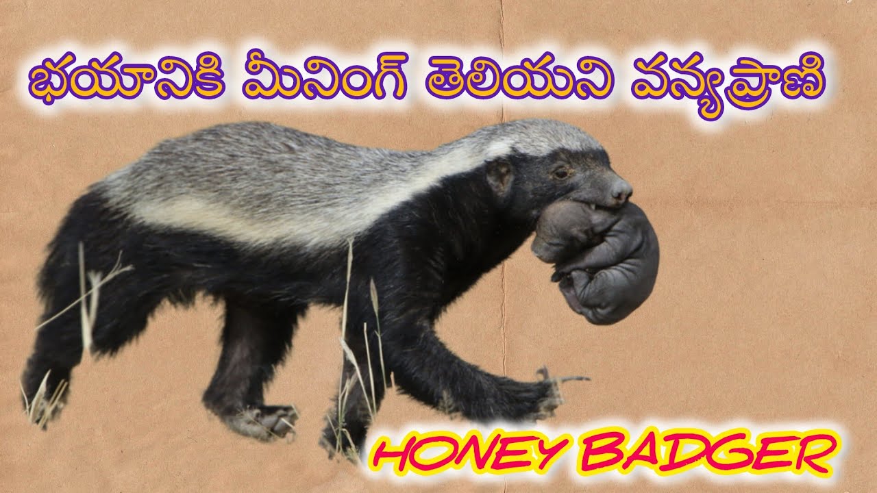 most-fearless-animal-in-the-world-creatureworldtelugu-animals