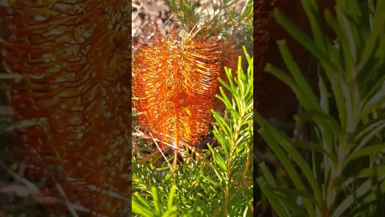 Wow!Banksia is in flower 🌼 🌸 😍 