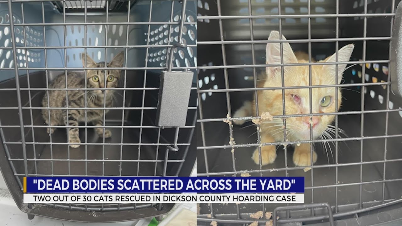 2 cats rescued in Dickson County hoarding case - YouTube